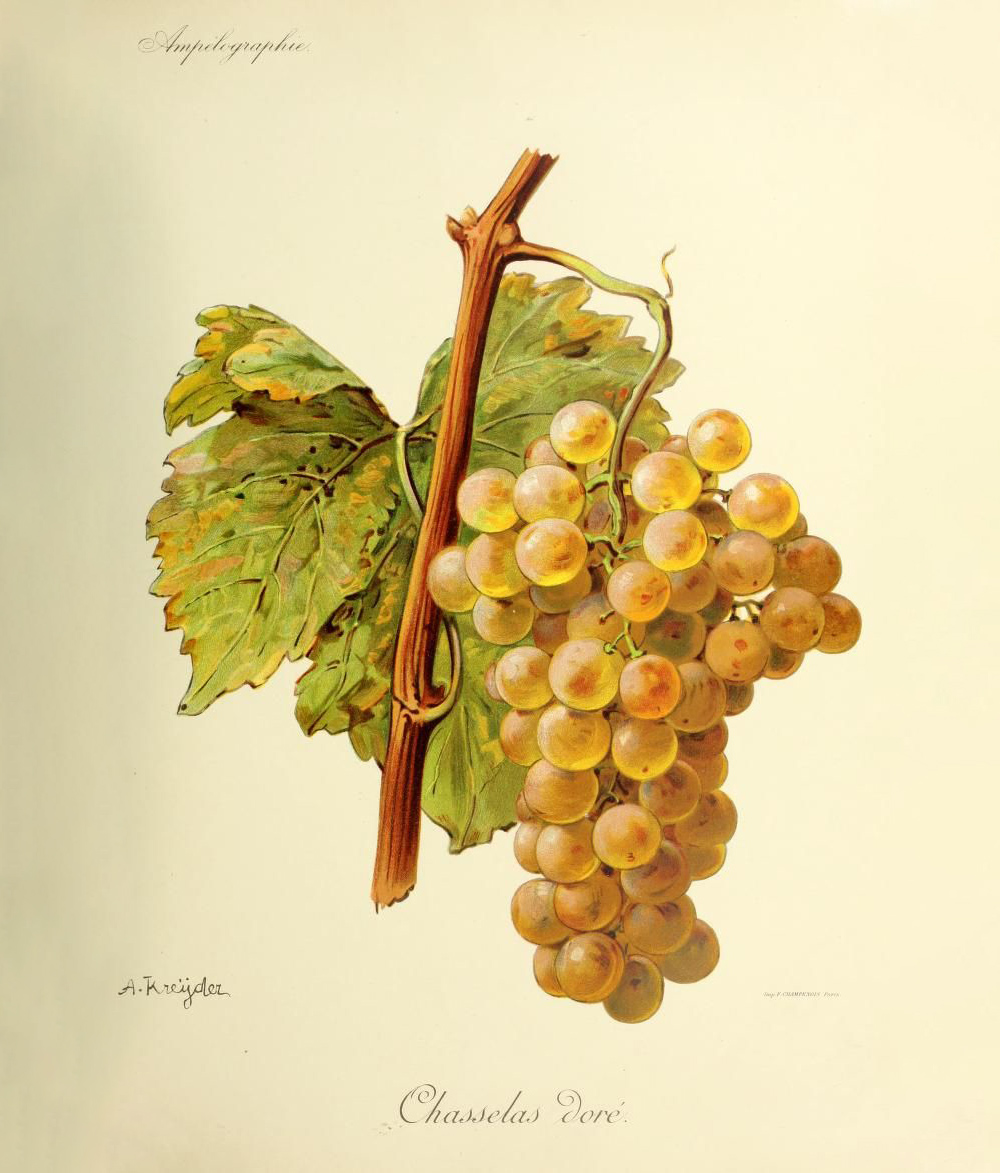 Grape Ampelography