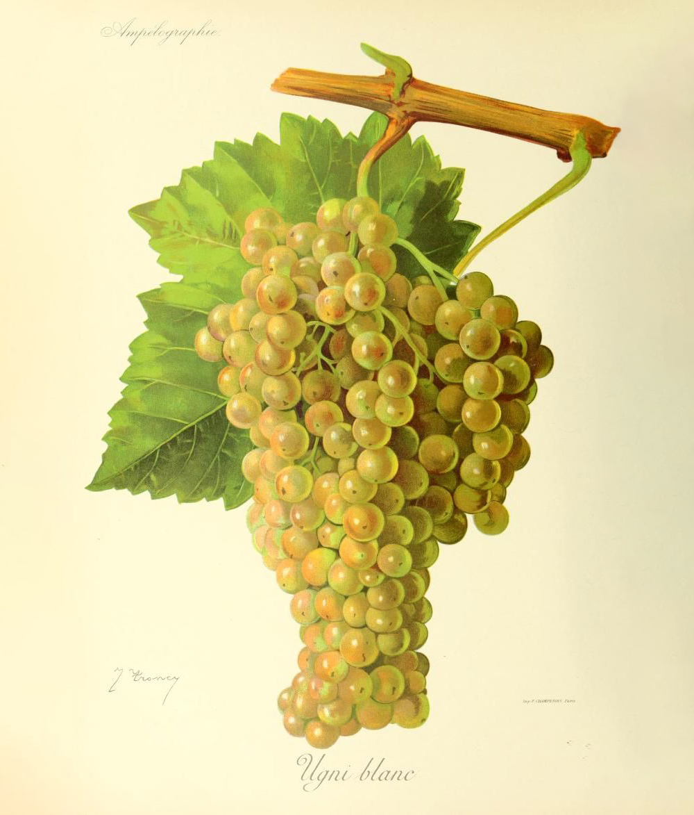 Grape Ampelography